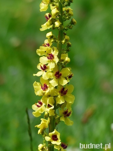 Dziewanna (Verbascum L.)